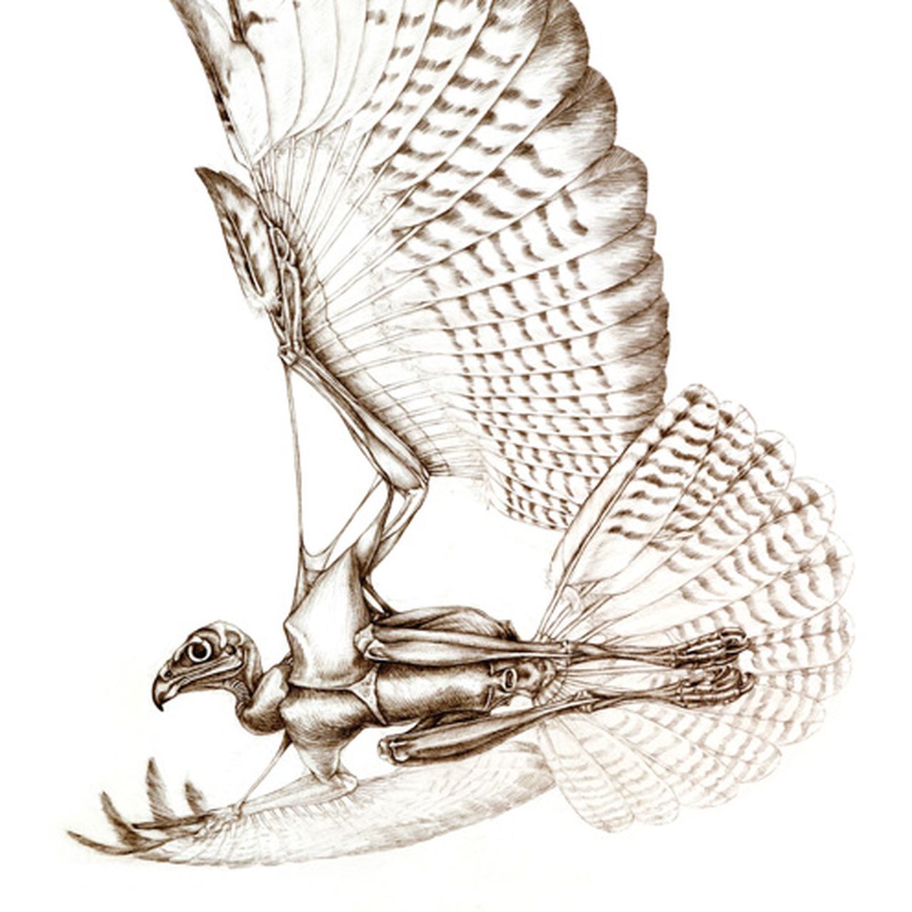 The Unfeathered Bird